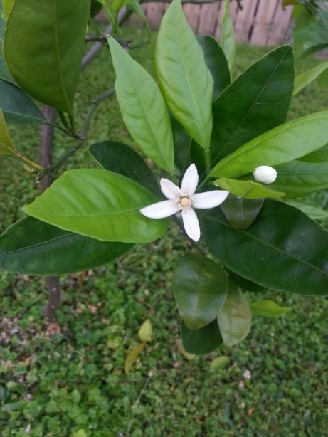 Ah, spring and the smell of orange blossoms in the air!!